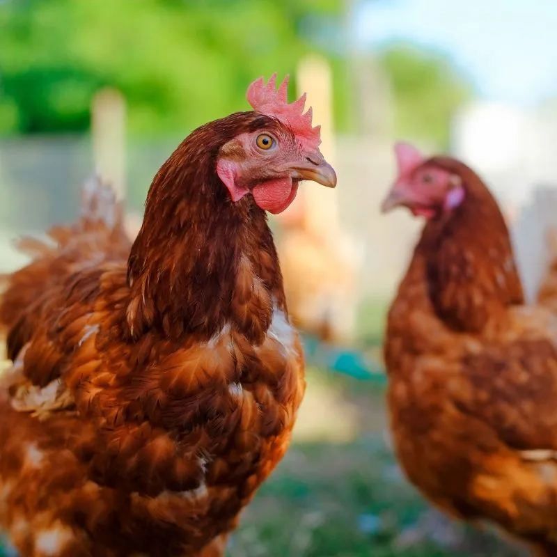Volaille élevée en plein air, provenance des Landes.