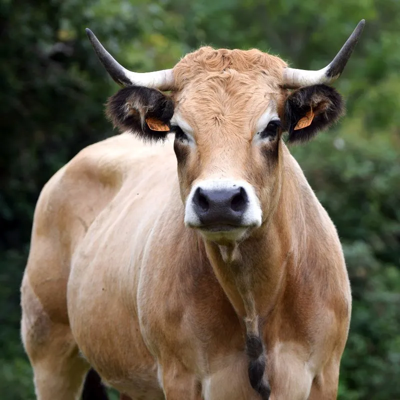 Bœuf d'Aubrac de qualité supérieure, provenance Aveyron