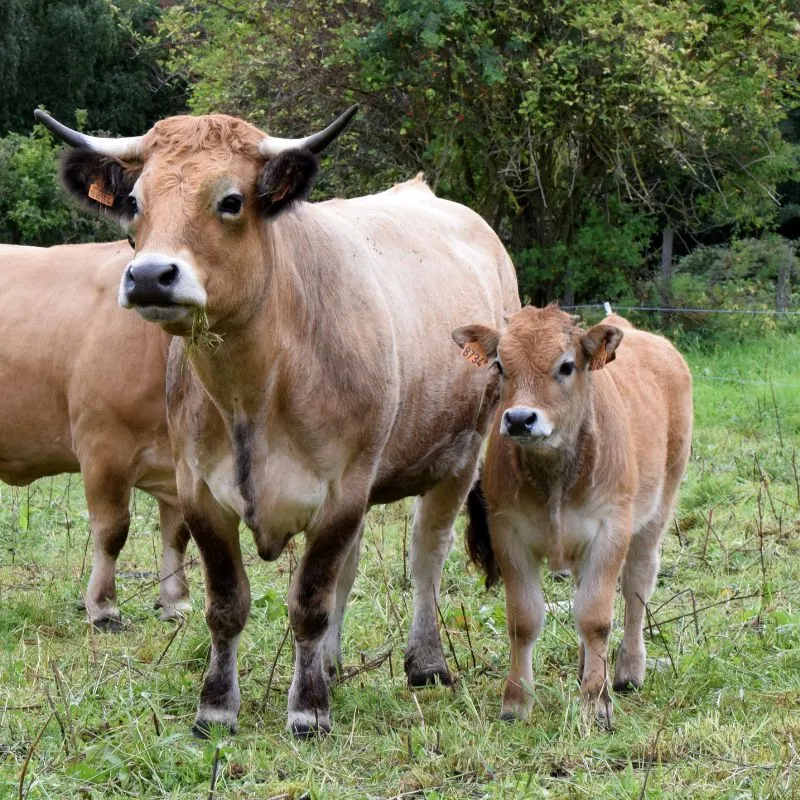 Veau de qualité supérieure, provenance Normandie et Massif Central